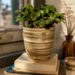EARTH LINES: Marbled Clay Plant Holder No5