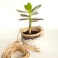 Hanging Lil Bands Pot
