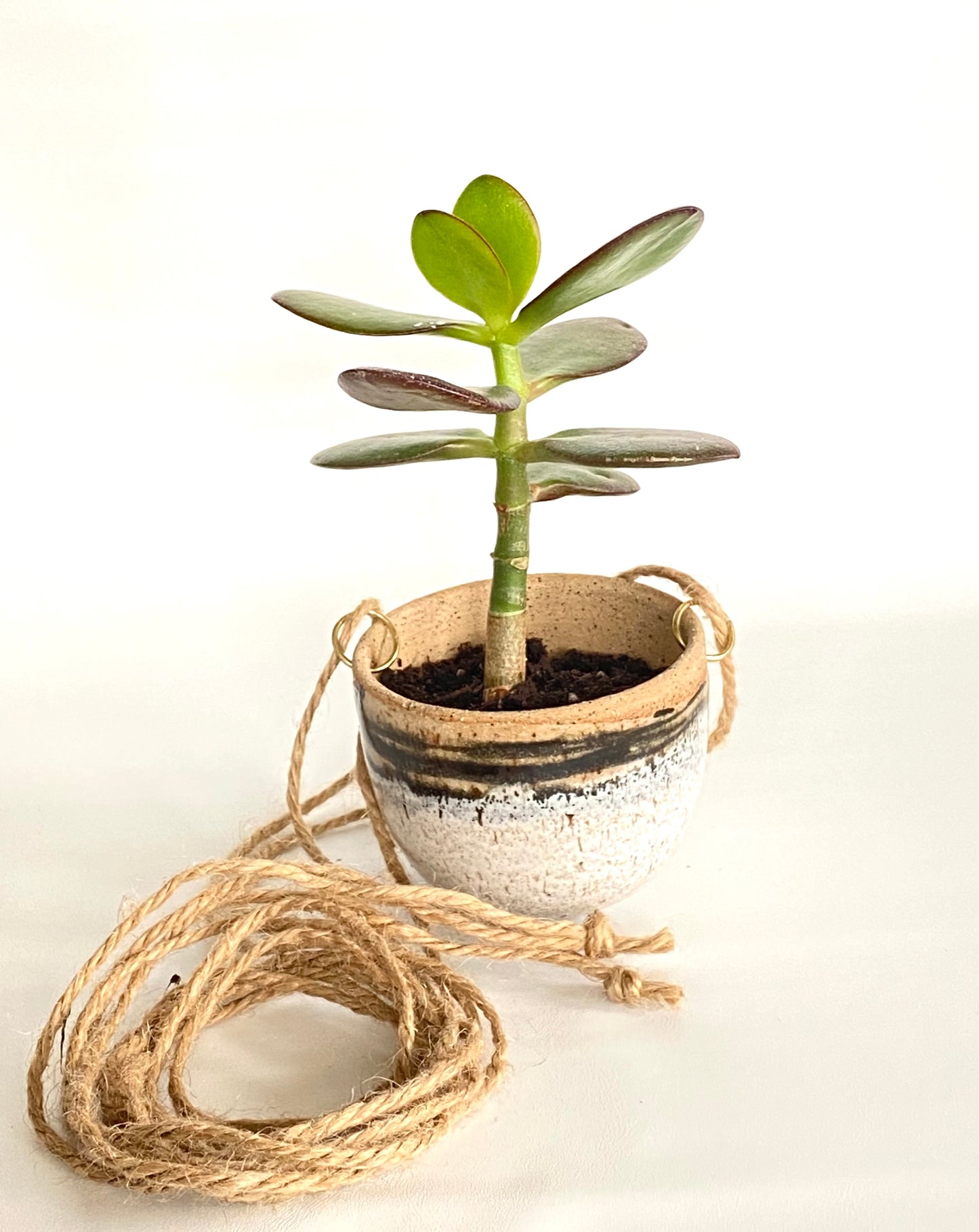 Hanging Lil Bands Pot