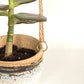 Hanging Lil Bands Pot