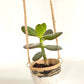 Hanging Lil Bands Pot