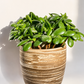 EARTH LINES: Marbled Clay Plant Holder No5