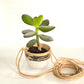 Hanging Lil Bands Pot