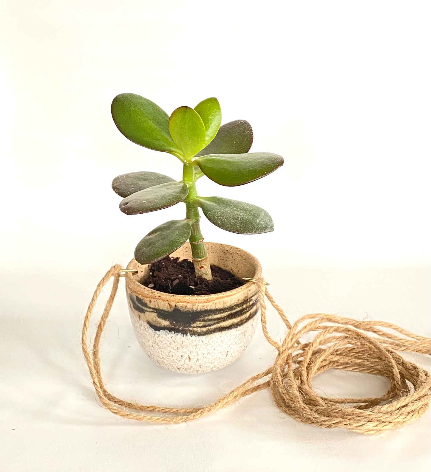 Hanging Lil Bands Pot